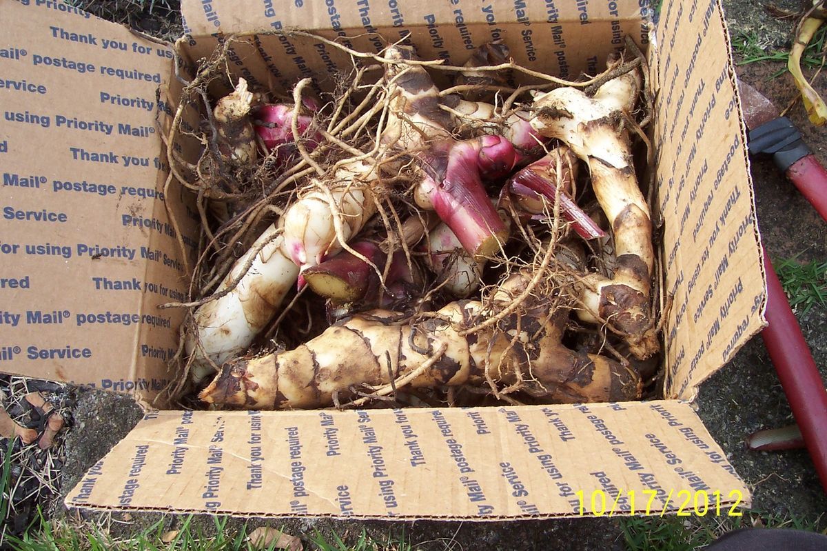 10 Canna Lily Bulbs Rhizomes Bright Red