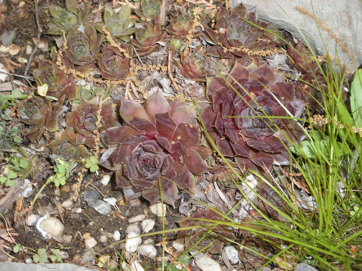 SEMPERVIVUM PLANT CHICKS Perennial Succulent RockeryGarden PLANT