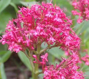 Exotic Perennials Junipers Beard Ruber Red Valerian Seeds