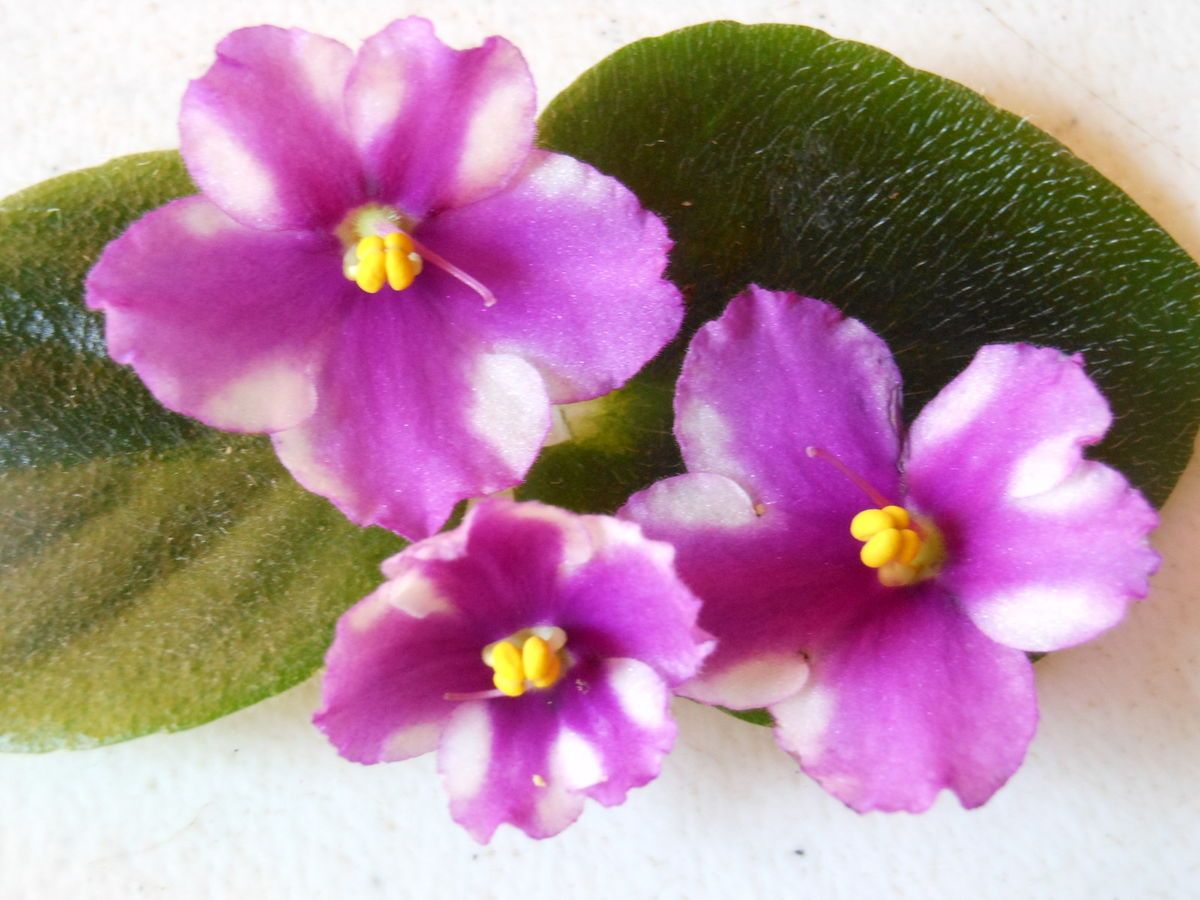 African Violet Chimera Kos Eva Delight Starter Plant