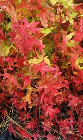 Japanese Coral Bark Maple Sango Kaku No Graft