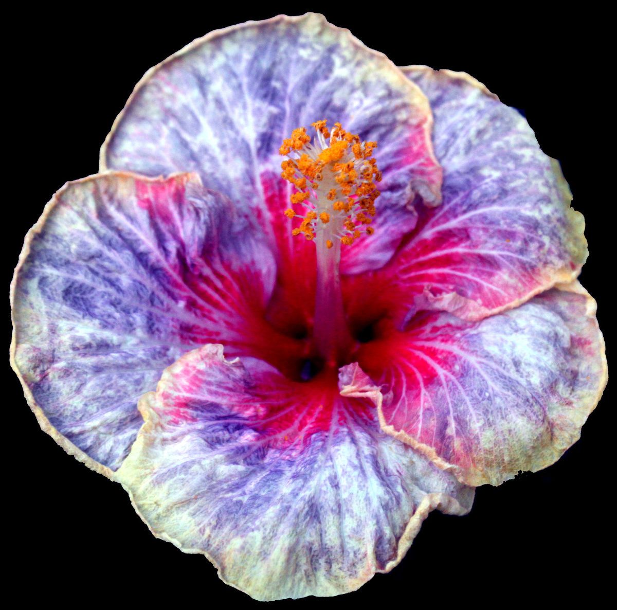 Hibiscus Hybrid Seeds Saffron x Envie