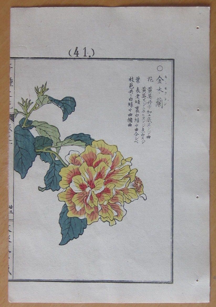 Kono Bairei Japanese Woodblock Flower Print 1900