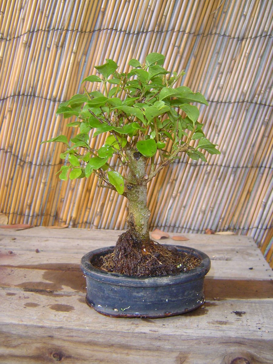 Ligustrum Privet Bonsai Tree 4x3 Ceramic Pot Tiny