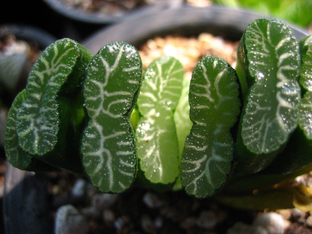 Succulent Haworthia Truncata