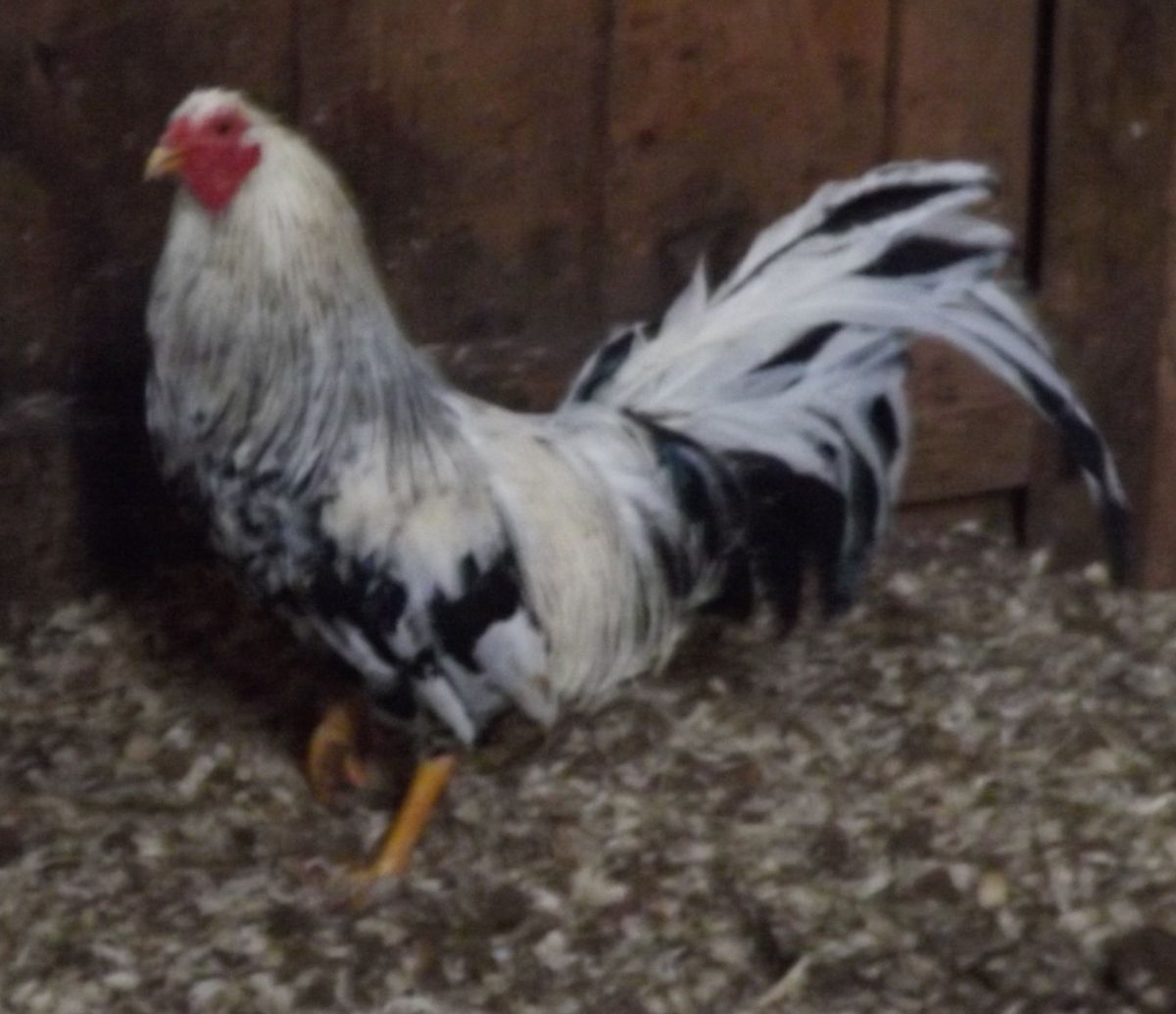 Gamefowl Hatching Eggs 12 Eggs Pure Madigan Grey