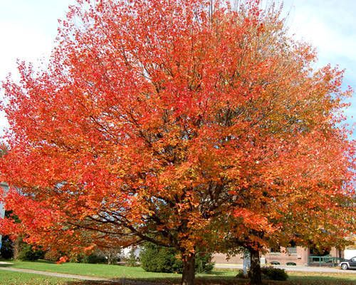 Red Maple Tip cuttings Delightful Shade Tree