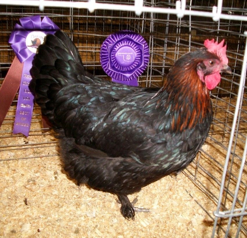 10 Black Copper Marans Maran Hatching Eggs Show Stock