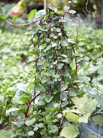 MALABAR CEYLON SPINACH RED STEM 40 Seeds HEAT LOVING 14 ft 4 25m Tall