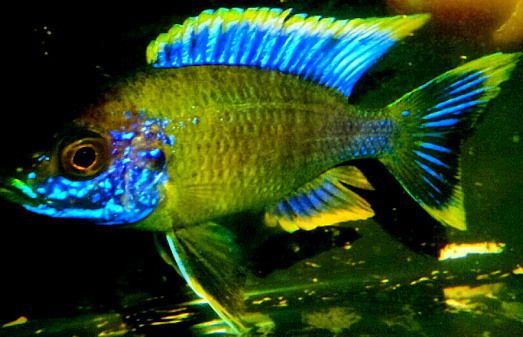 Tropical Fish African Cichlids 6 Lwanda Peacocks 