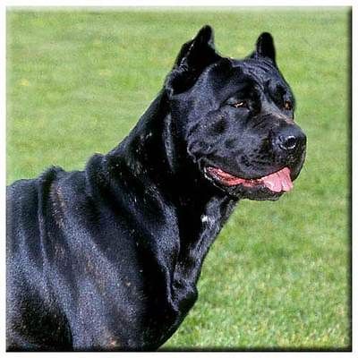 Cane Corso 4 Tile