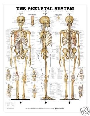 Skeletal System Chart Skeleton Charts/Models Anatomical
