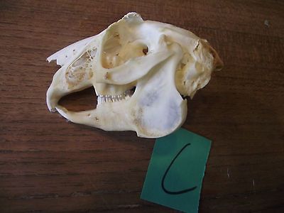 JACK RABBIT SKULL bones animal mount Hare coyote unique oddity animal