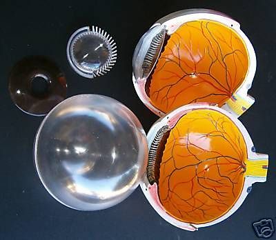 Human eye eyeball expansion anatomy anatomical model