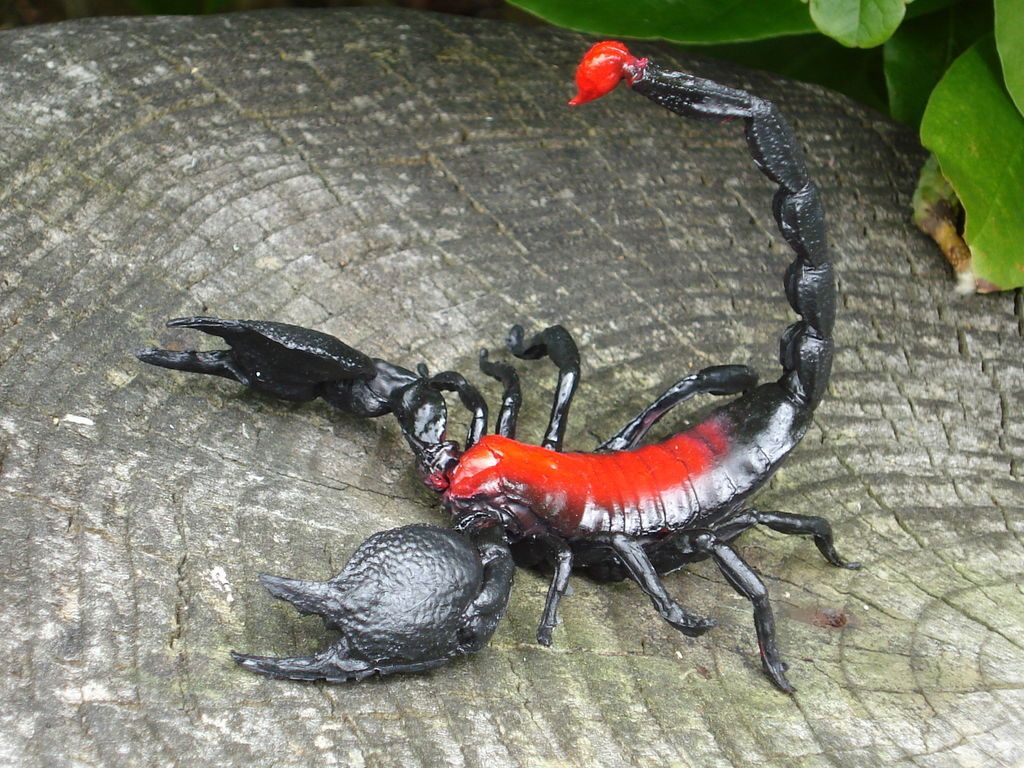 AAA PLASTIC MODEL SCORPION TOY REALISTIC ARACHNID FIGURE ELC REPLICA