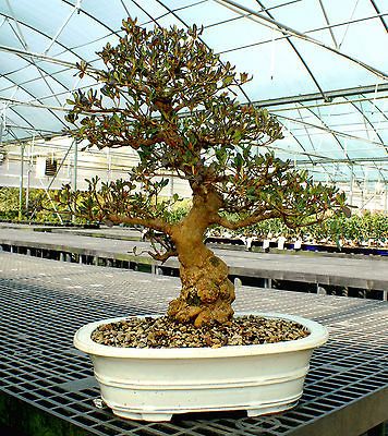 Bonsai Tree Specimen Satsuki Azalea Shinnyo No Tsu ki SASST 301