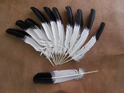 TURKEY FEATHERS,QUILLS,DYED,IMITATION EAGLE,BLACK TIP,10 12,CRAFTS
