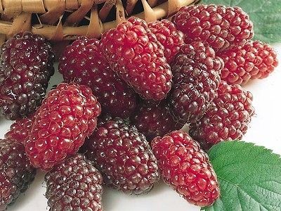 Vancouver Island Tayberry Plant  20 Seeds  Raspberry & Blackberry