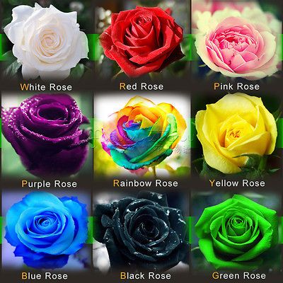 Rose Seeds ★ Rare Rainbow Pink Purple Green Black White Red Blue