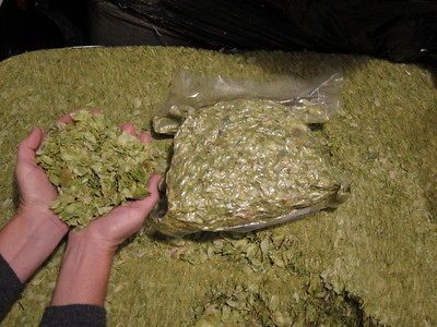 Fresh Hops 2012 crop, 2# Columbus, Cascade, Chinook, Summit and