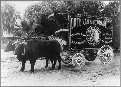 Photo Yoke of Oxen,Ortho Van & Storage Company,Pasade na,CA