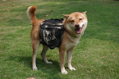 dog backpack