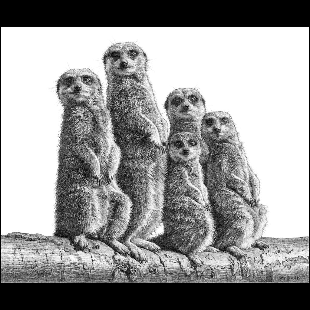 Animal Art Signed Print Meercat Picture Pencil Drawing Sketch Meerkat