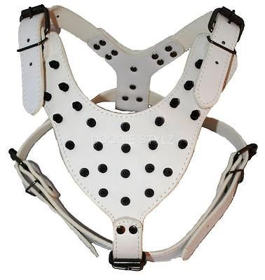 White Leather BLACK SPIKES Dog Harness Pit bull 26 34 Boxer